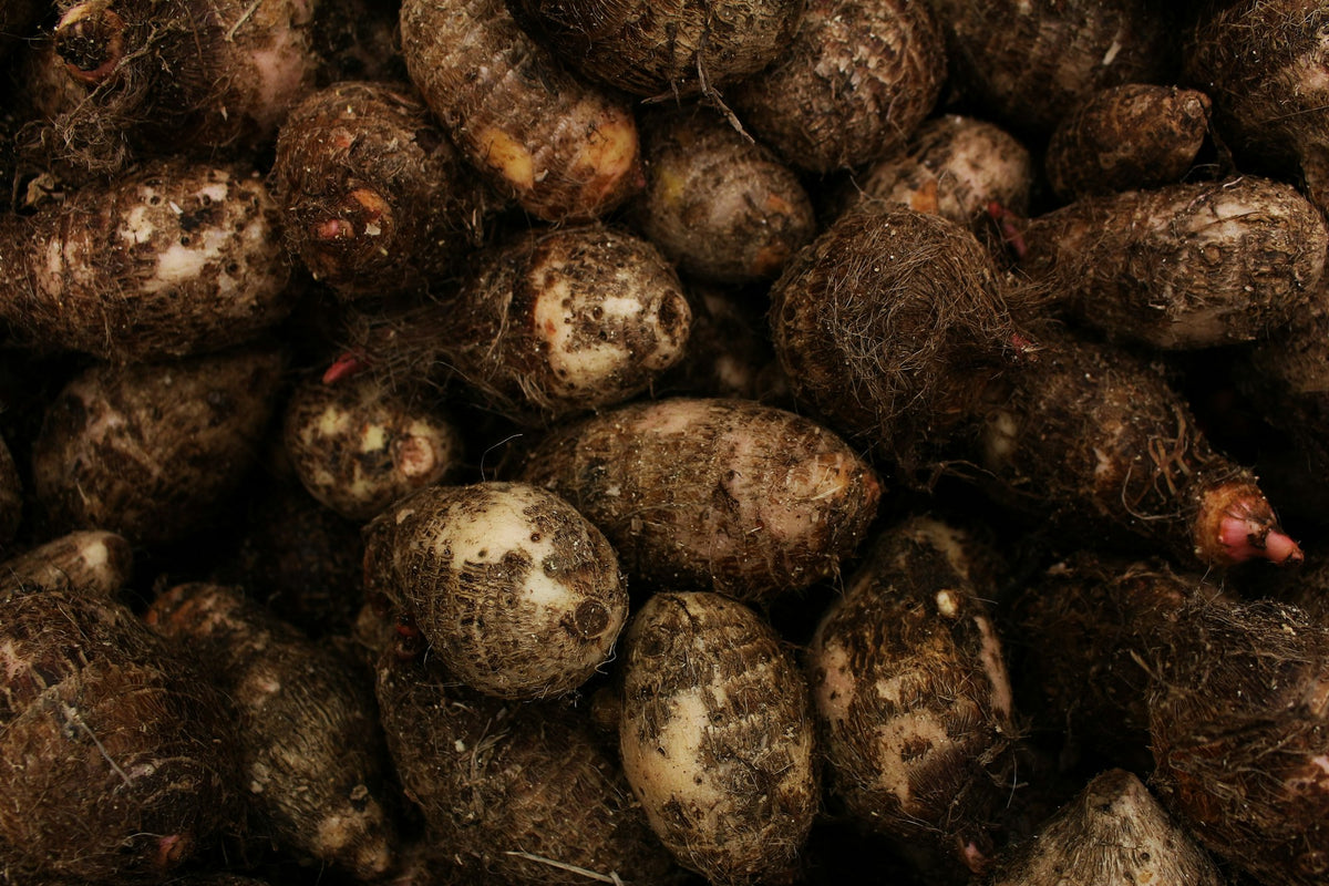 Freshly harvested purple yam roots